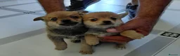 Chihuahua perros en venta: Chihuahua - Anuncio 5