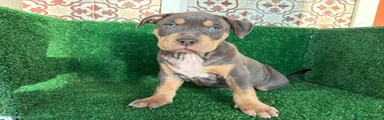 American Pit Bull Terrier 7