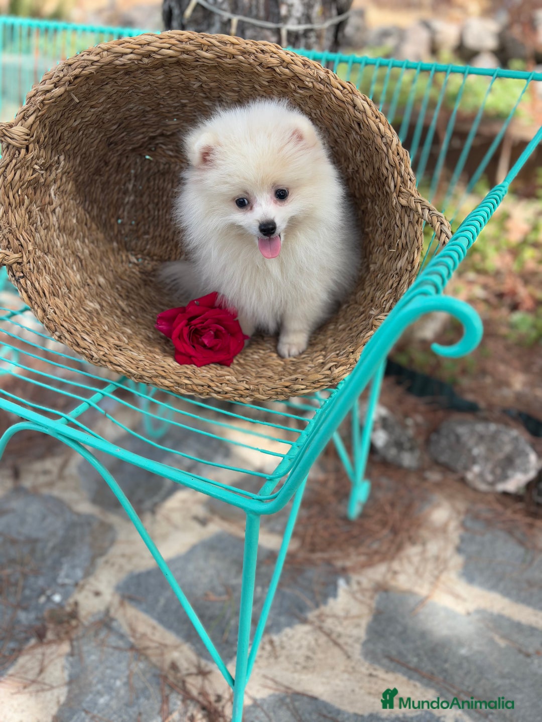 Pomerania perros en venta: Pomerania hembra disponible !!!! - Imagen 5