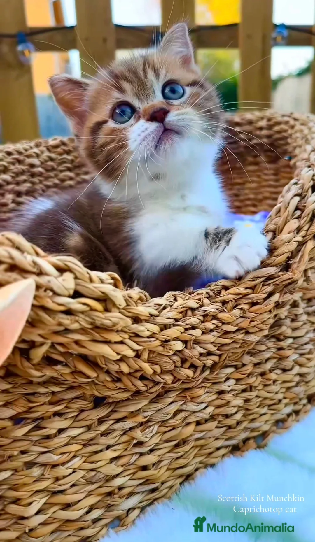 Munchkin gatos en venta: Munchkin gatitos  - Anuncio 9