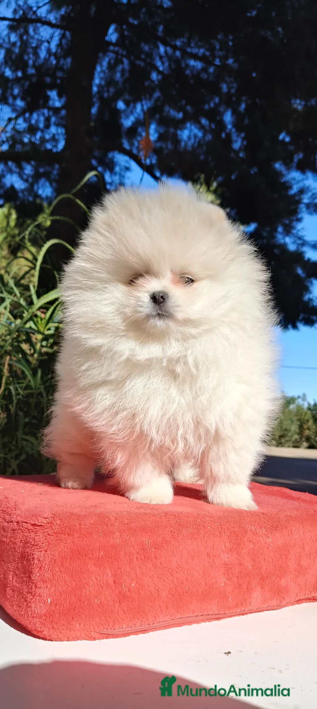 Pomerania perros en venta: Pomeranias toy descendientes de campeones - Anuncio 1