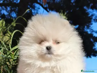Pomerania perros Pomeranias toy descendientes de campeones - Anuncio 34