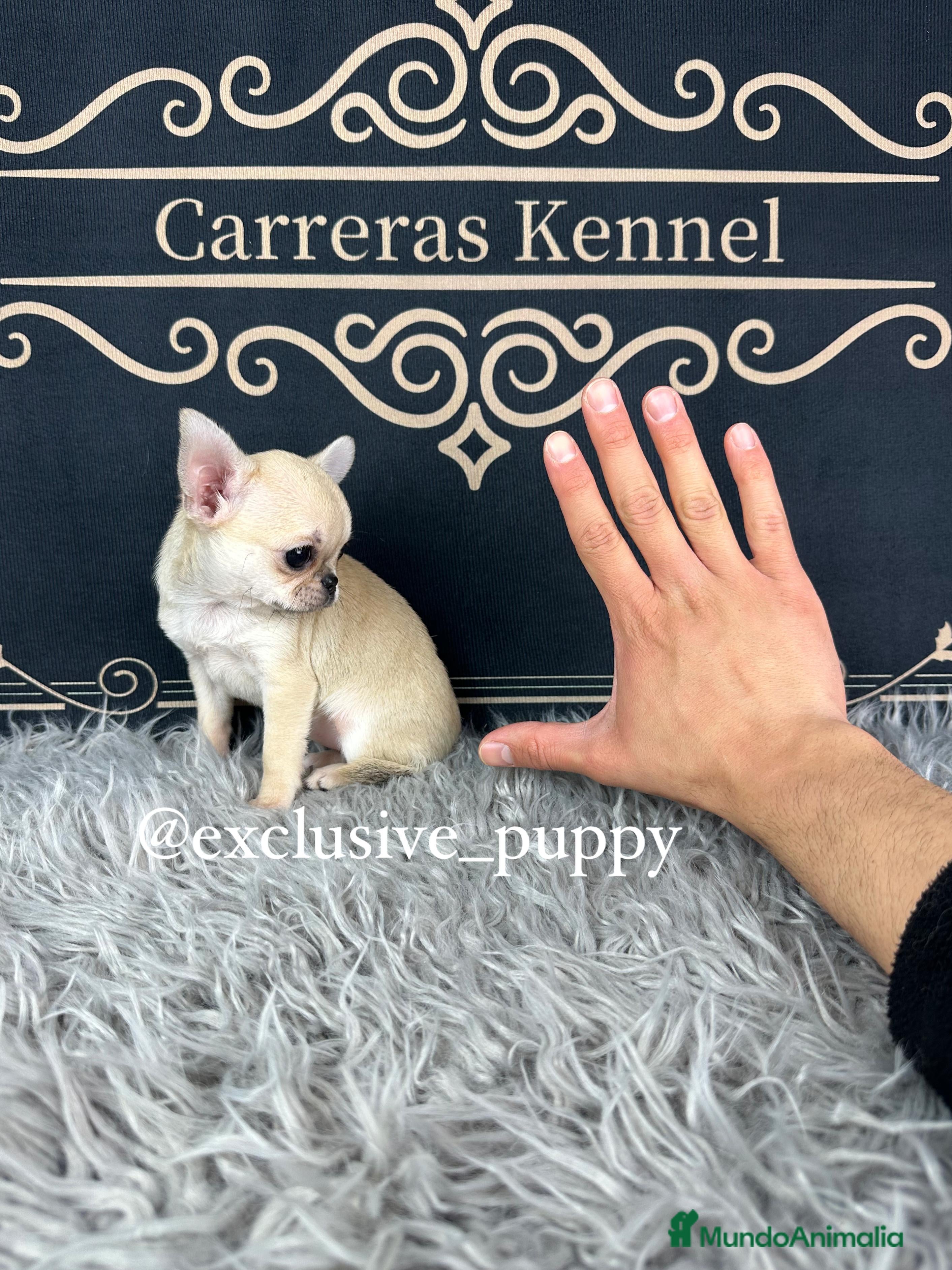 Chihuahua perros 🌸 Exclusiva Chihuahua Miniatura  - Anuncio 1