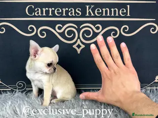 Chihuahua perros 🌸 Exclusiva Chihuahua Miniatura - Anuncio 1