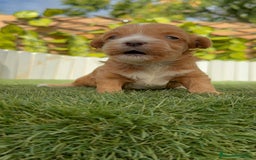 Maltipoo perros en venta: MALTIPOO - Imagen 11