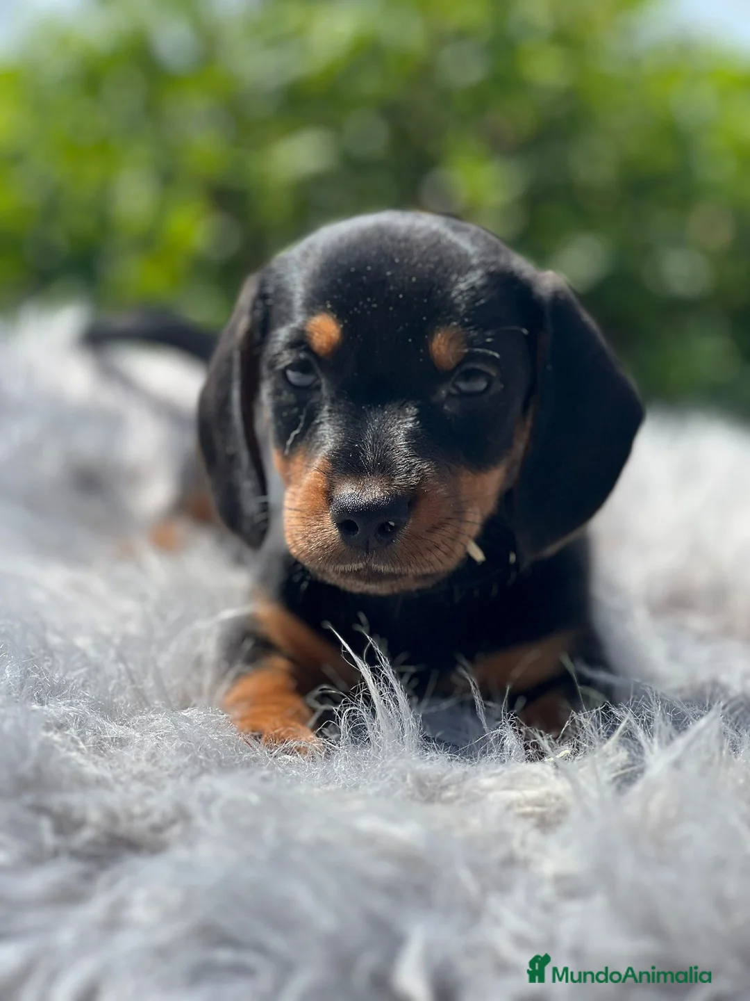 Teckel Miniatura perros en venta: Teckel negro fuego - Anuncio 2