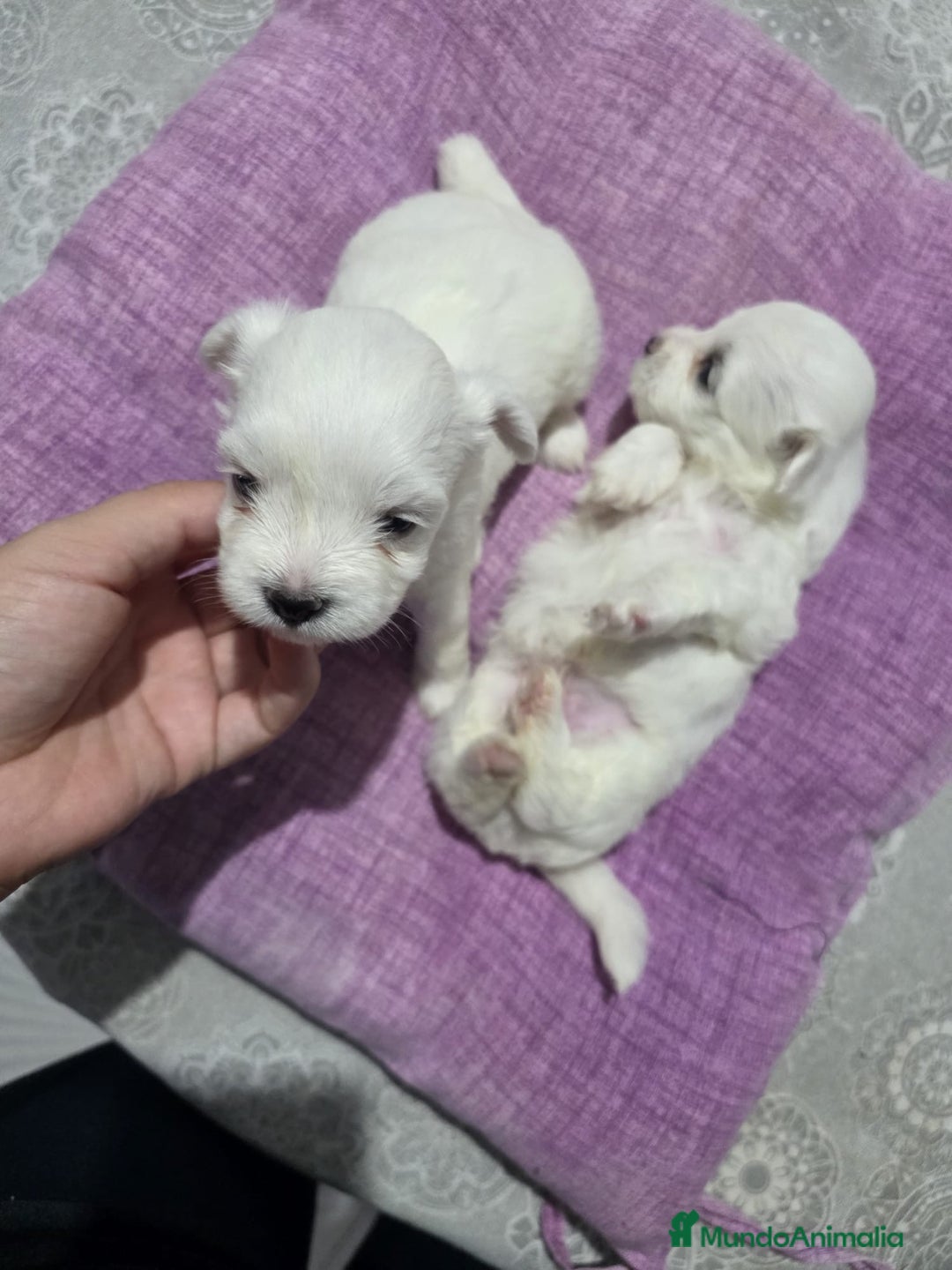 Bichón Maltés perros en venta: Camada de Bichon maltés disponible.  - Imagen 5