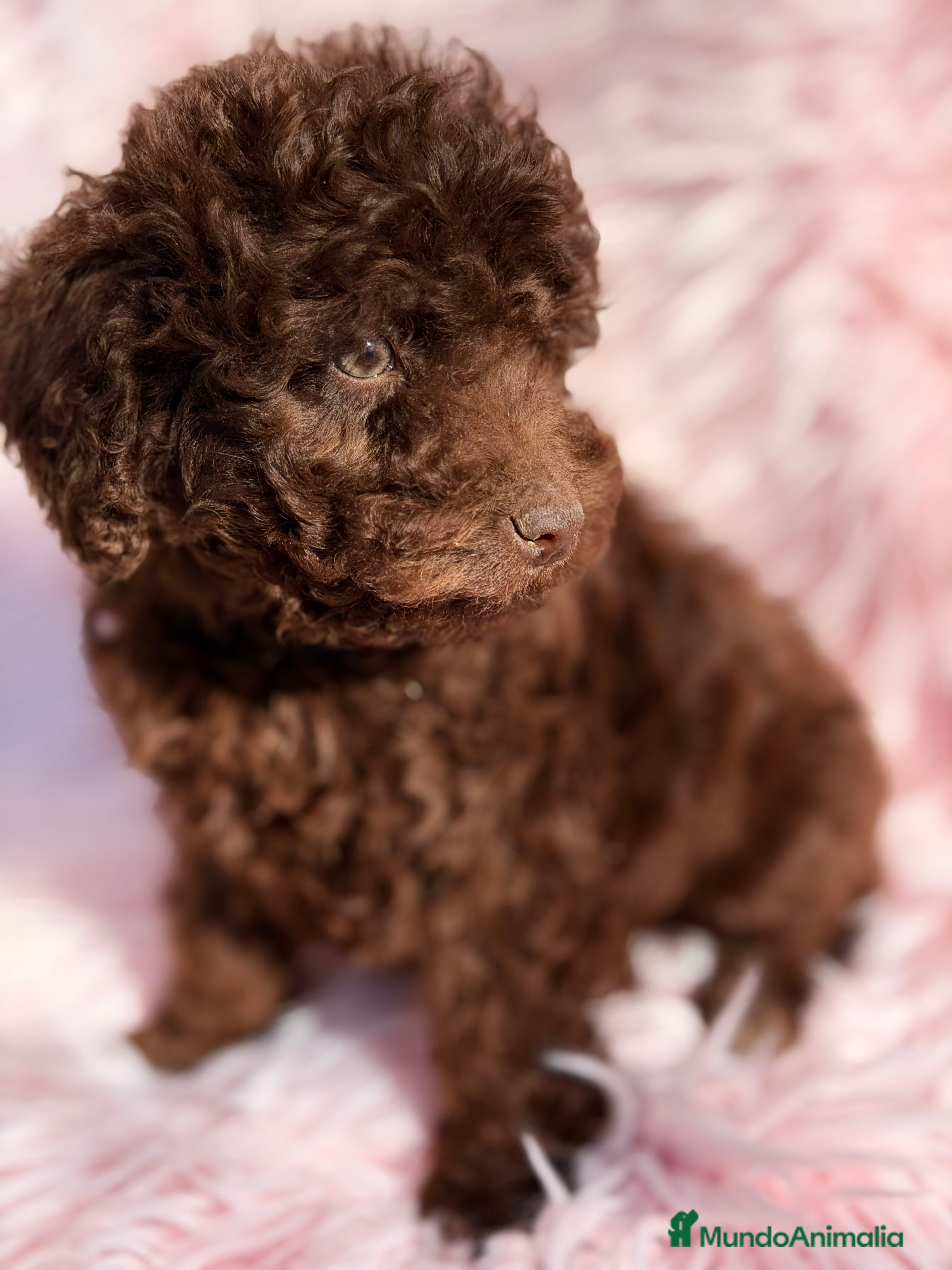 Perro de Agua Español perros Pdae chocolate  - Anuncio 2