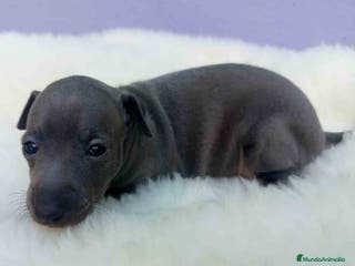 Pequeño Lebrel Italiano perros Lebrel Italiano Hembra 1 de BN y Omega AQUANATURA - Anuncio 11
