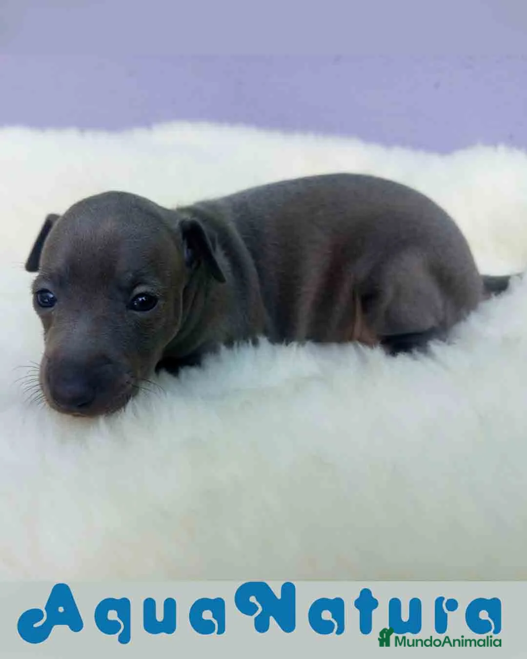 Pequeño Lebrel Italiano perros en venta: Lebrel Italiano Hembra 1 de BN y Omega AQUANATURA - Anuncio 1
