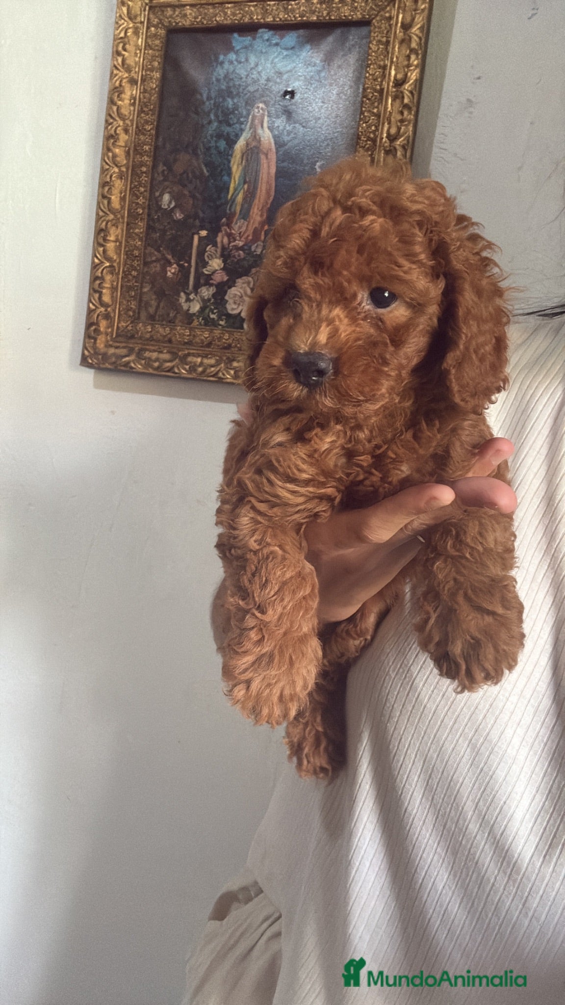 Caniche Enano perros Caniche enano  - Anuncio 1