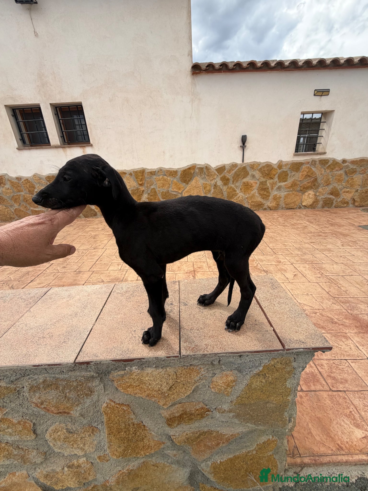 Galgo Español perros Galgo español  - Anuncio 1