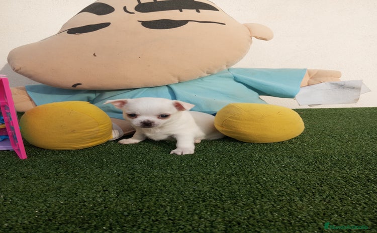 Chihuahua perros - Anuncio 5