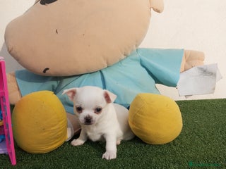 Chihuahua perros - Anuncio 5