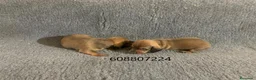 Teckel perros en venta: Cachorros Teckel - Anuncio 2