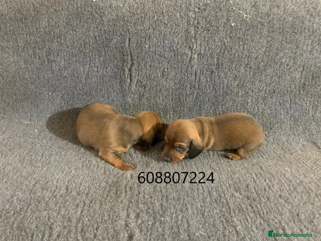 Teckel perros en venta: Cachorros Teckel - Anuncio 2