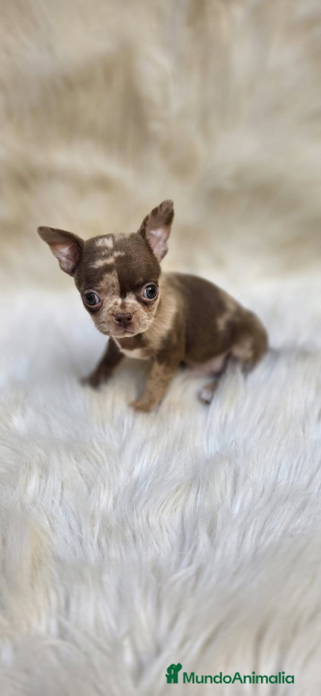 Chihuahua perros en venta: Chihuahuas  - Anuncio 1