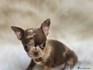 Chihuahua perros Chihuahuas - Anuncio 1