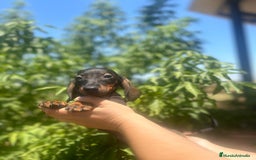 Teckel Miniatura perros en venta: Teckel kanichen  - Imagen 5