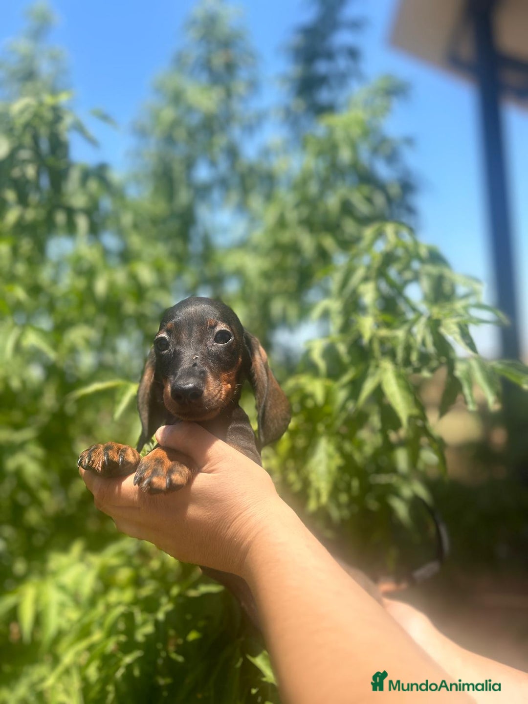 Teckel Miniatura perros en venta: Teckel kanichen  - Imagen 5