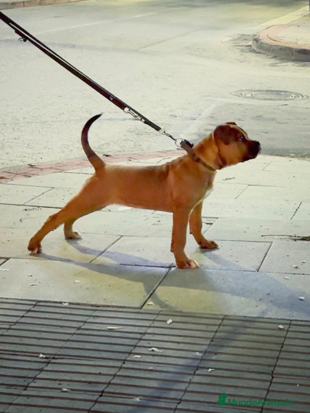 Raza Mixta perros en venta: Cachorra de bandog - Anuncio 1