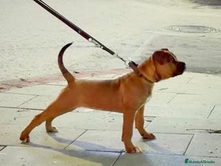 Raza Mixta perros Cachorra de bandog - Anuncio 35