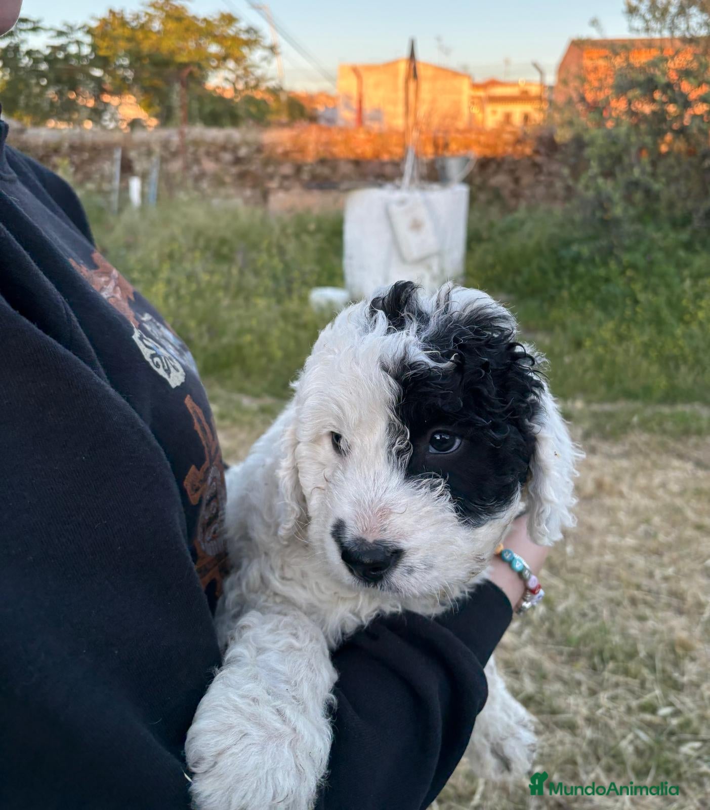 Perro de Agua Español perros PERRO DE AGUA ESPAÑOL - Anuncio 2