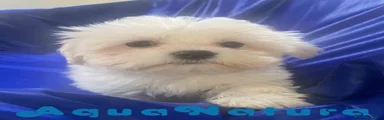 Bichón Habanero