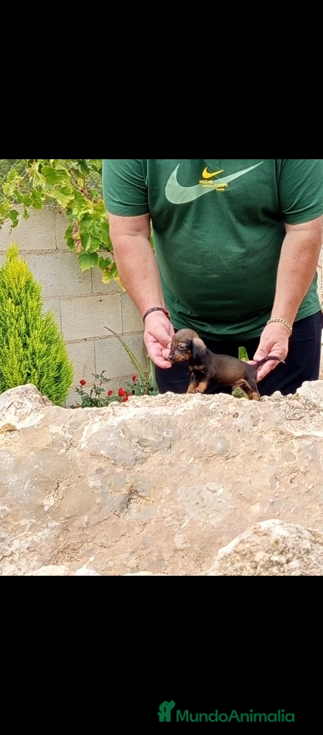 Teckel Miniatura perros en venta: Preciosos cachorros teckel miniatura y kaninchen  - Anuncio 3