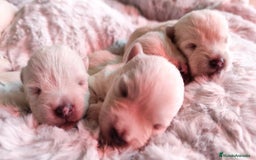 West Highland White Terrier perros en venta: Westy - Imagen 4