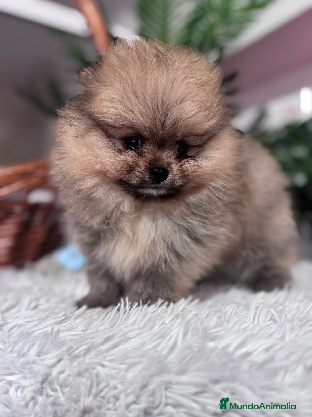 Pomerania perros en venta: POMERANIA CARITA DE OSITO - Anuncio 10