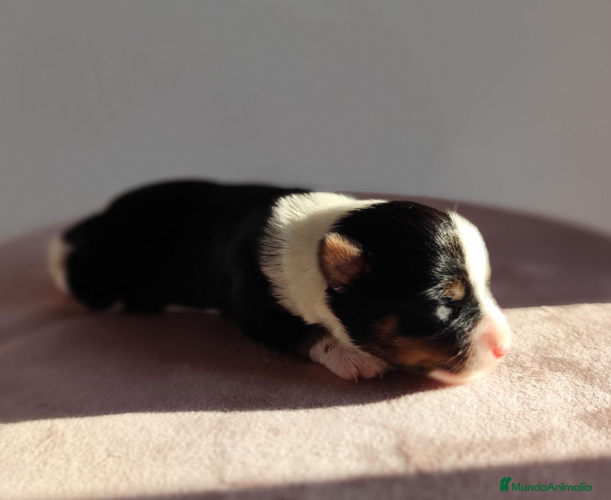 Biewer Yorkshire Terrier a la Pom Pon perros Yorkshire biewer  - Anuncio 2