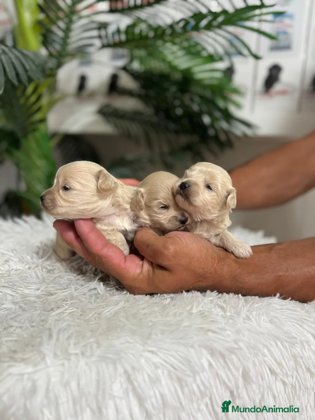 Maltipoo perros en venta: MALTIPOO HEMBRAS - Anuncio 2