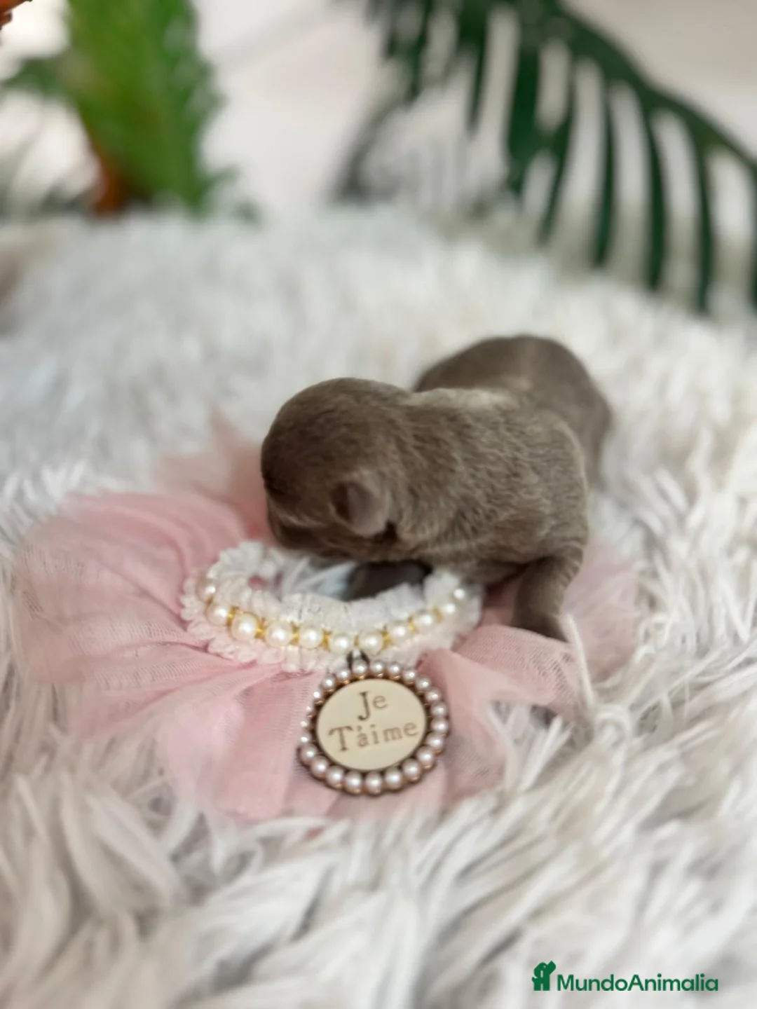 Chihuahua perros en venta: CHIHUAHA LILAC - Anuncio 3