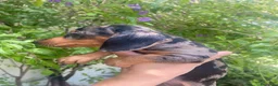 Teckel Miniatura perros en venta:  TECKEL MINI . Arlequin y negro fuego(601144783) - Anuncio 6