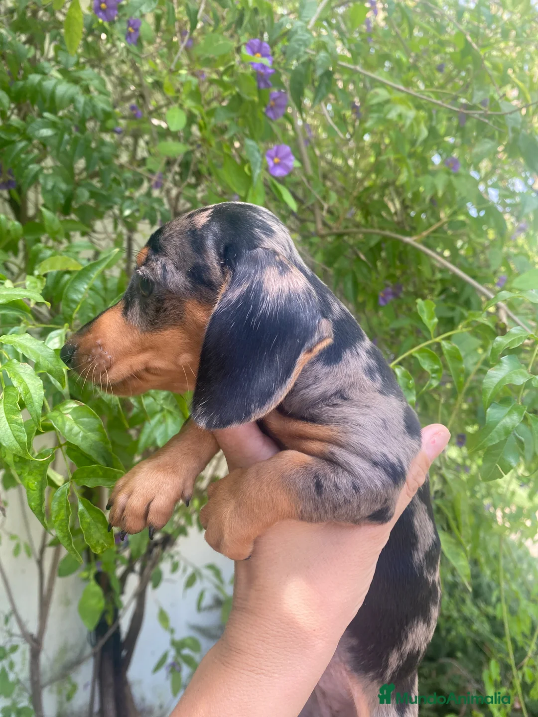 Teckel Miniatura perros en venta:  TECKEL MINI . Arlequin y negro fuego(601144783) - Anuncio 6