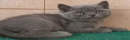 Scottish Fold gatos en venta: Venta 2 gatitas british short hair  - Anuncio 9
