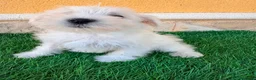 Schnauzer Miniatura perros en venta: Schnauzer miniatura blanco - Anuncio 14