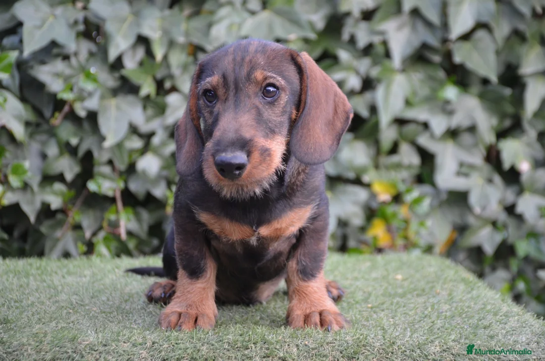 Teckel perros en venta: Teckel standar de pelo duro - Anuncio 1