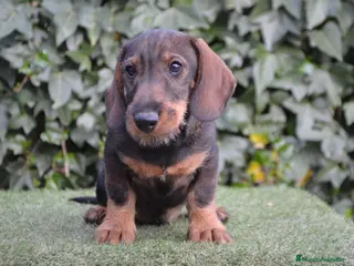 Teckel perros Teckel standar de pelo duro - Anuncio 2