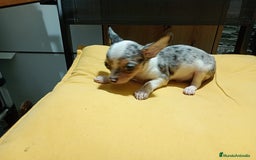 Chihuahua perros en venta: Chihuahua macho  - Imagen 8