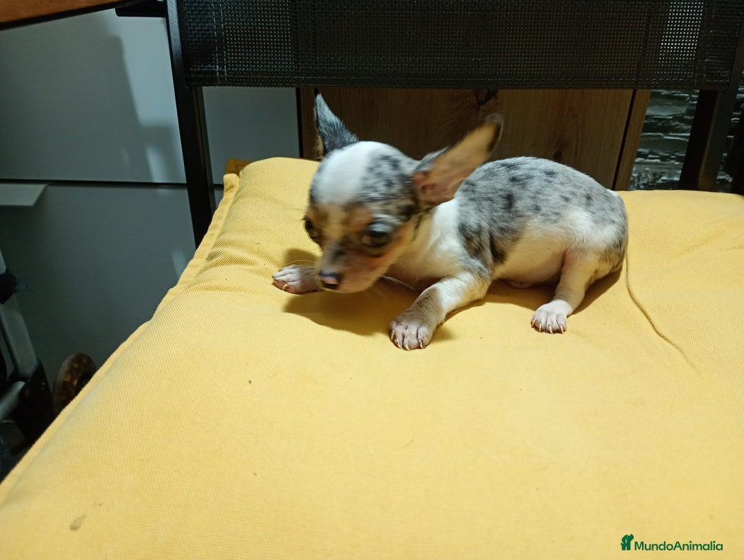 Chihuahua perros en venta: Chihuahua macho  - Imagen 8
