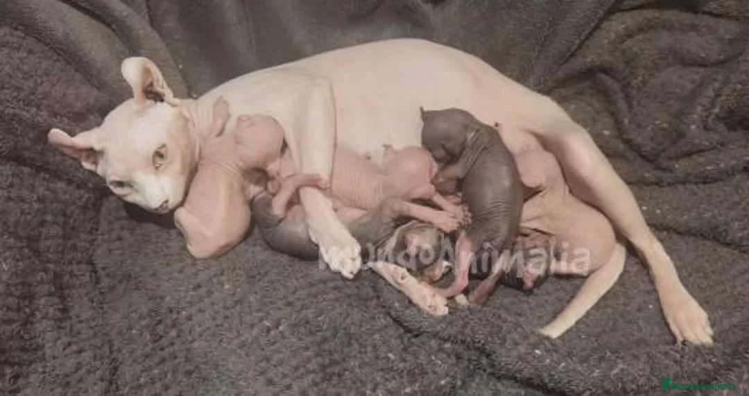 Imagen de galería {{count}}