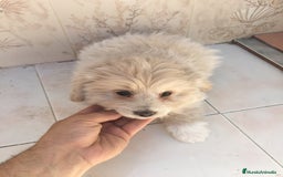 Maltipoo perros en venta: MALTIPOO  - Imagen 2