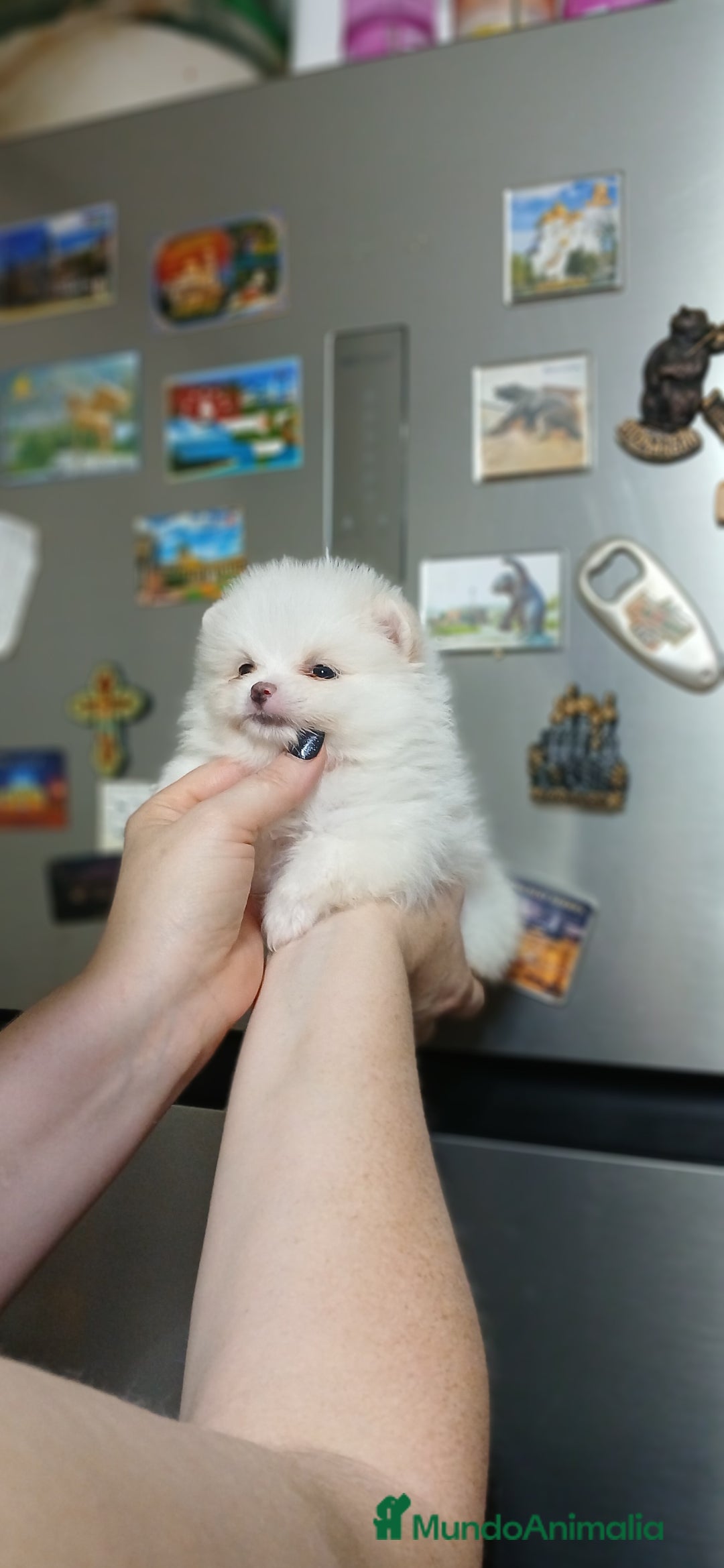 Pomerania perros en venta: Pomerania línea rusa  - Imagen 2