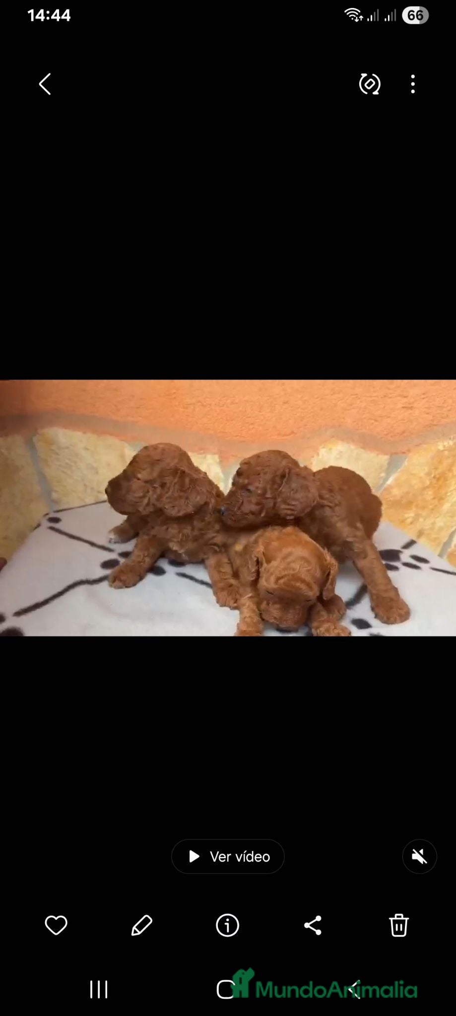 Caniche Toy perros ‼️‼️CANICHES ROJOS 50% ASIÁTICOS - Anuncio 2
