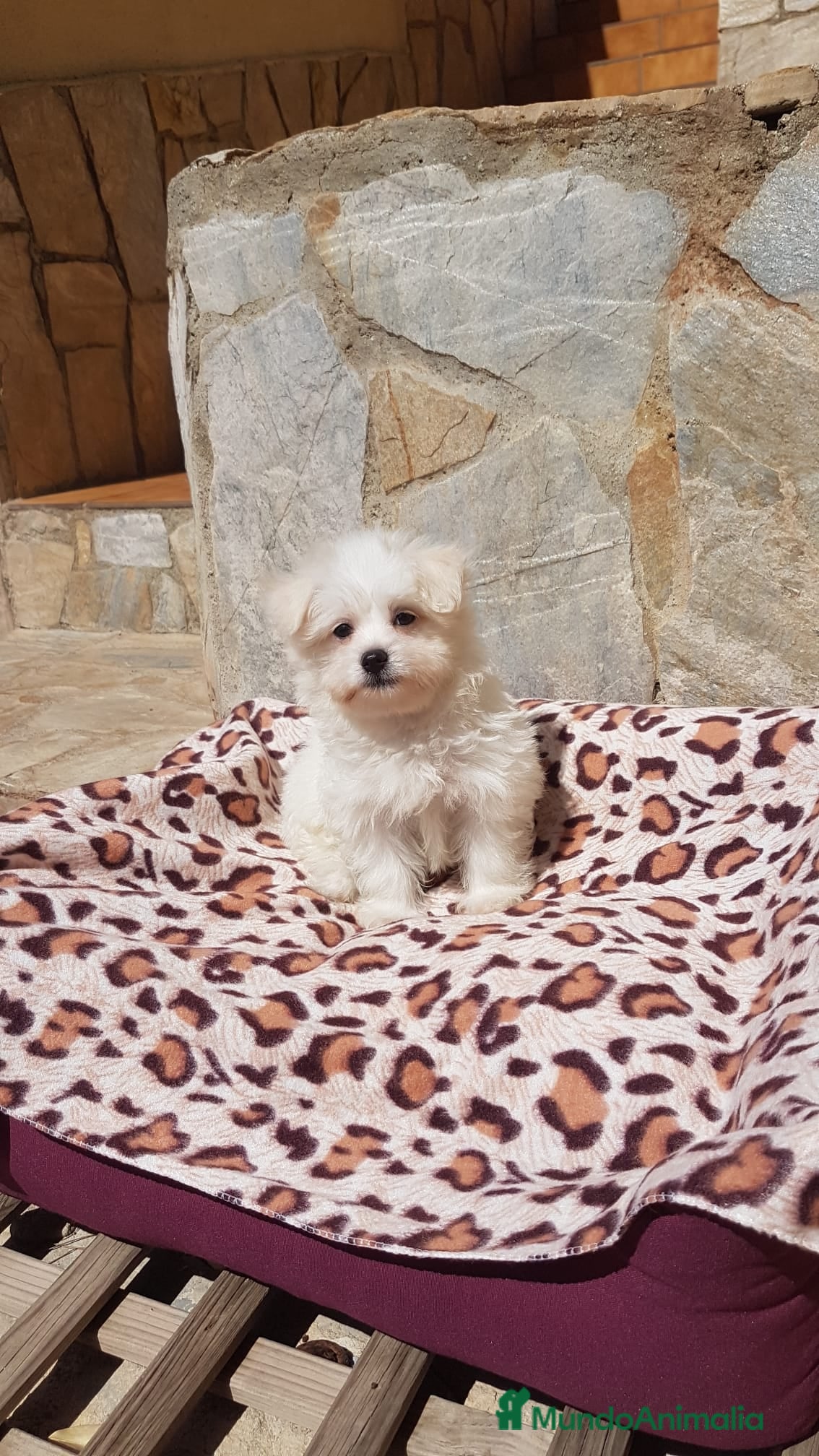 Bichón Maltés perros Bichón Maltés  en Barcelona - Anuncio 2