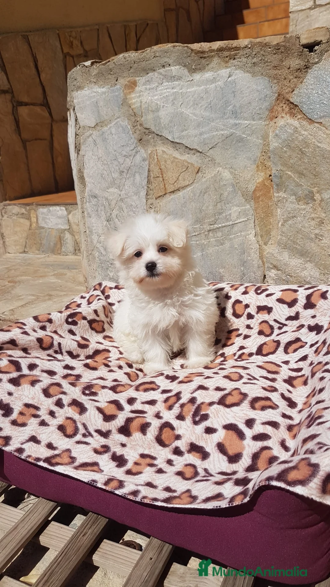 Bichón Maltés perros en venta: Bichón Maltés  en Barcelona - Anuncio 2