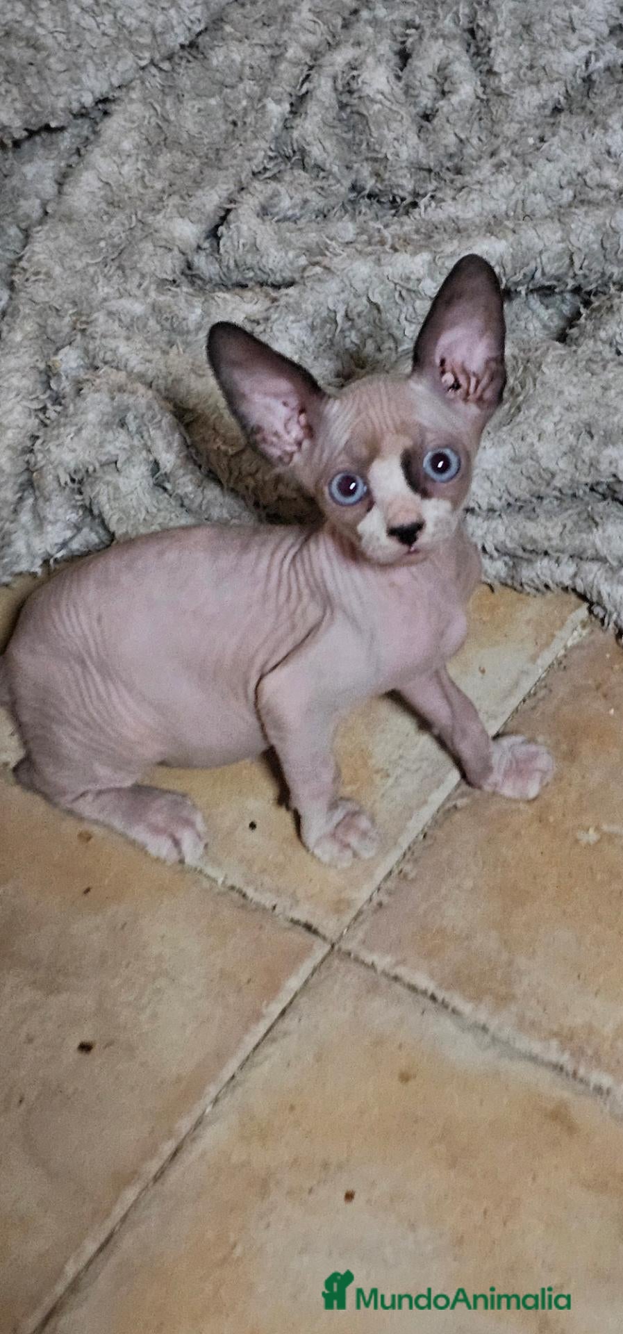 Sphynx gatos GATITOS SPHYNX - Anuncio 1