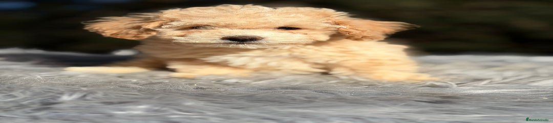 Caniche Toy Cachorro 2